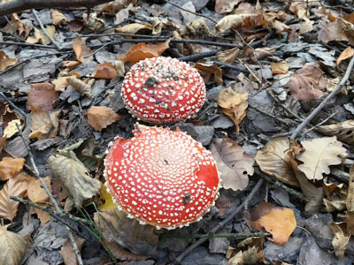 Fliegenpilz