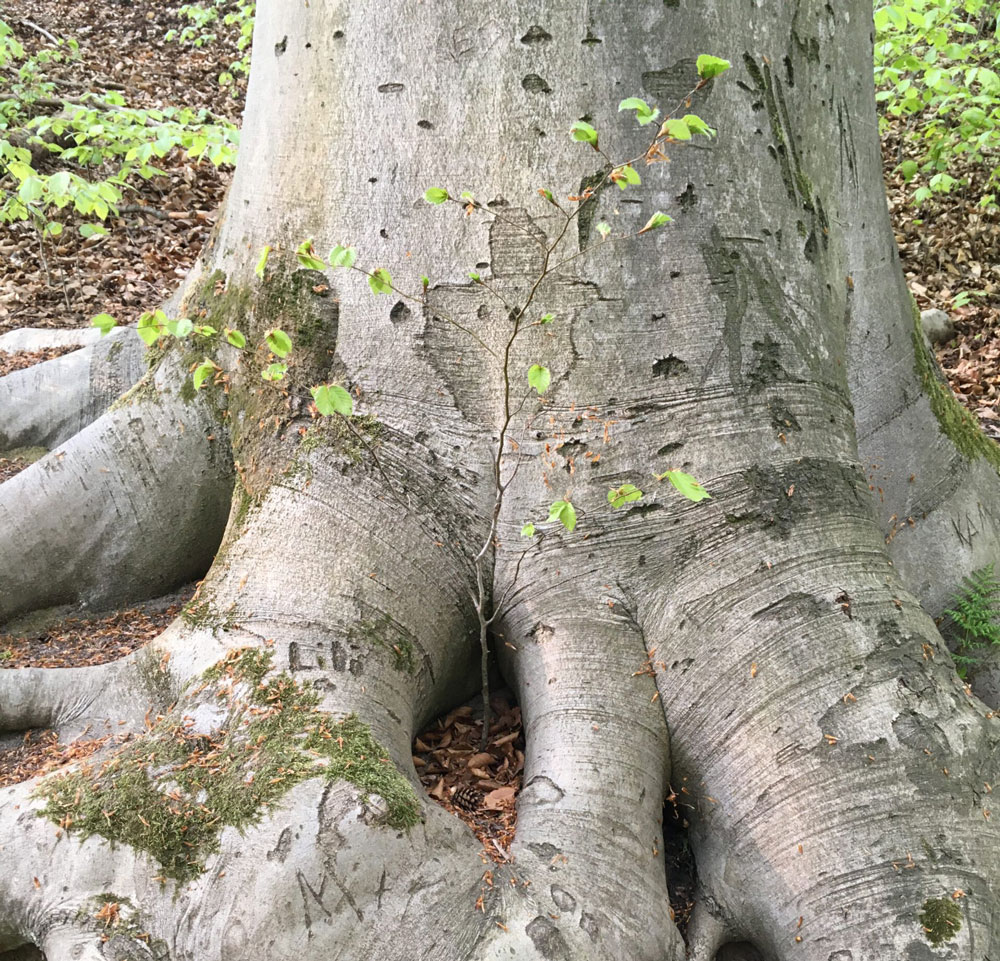 Stephanie läuft durch den Wald